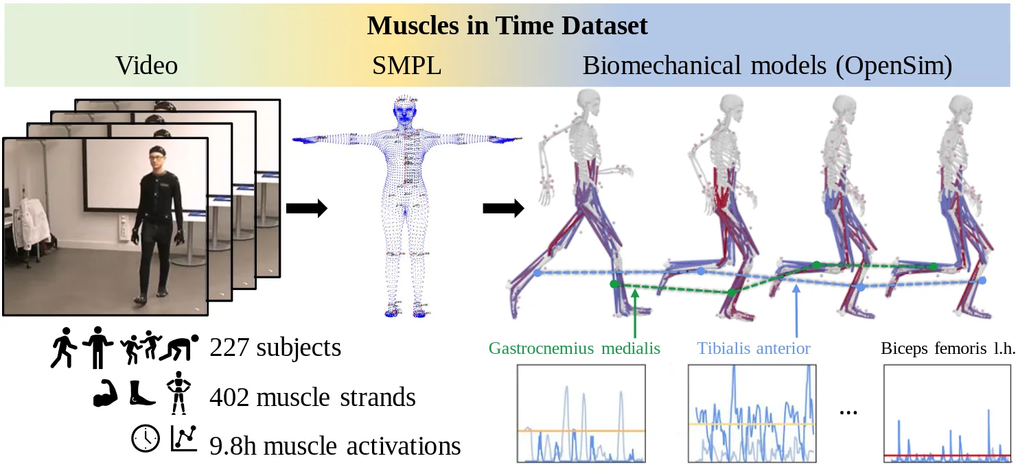 Simulation pipeline of the Muscles in Time dataset